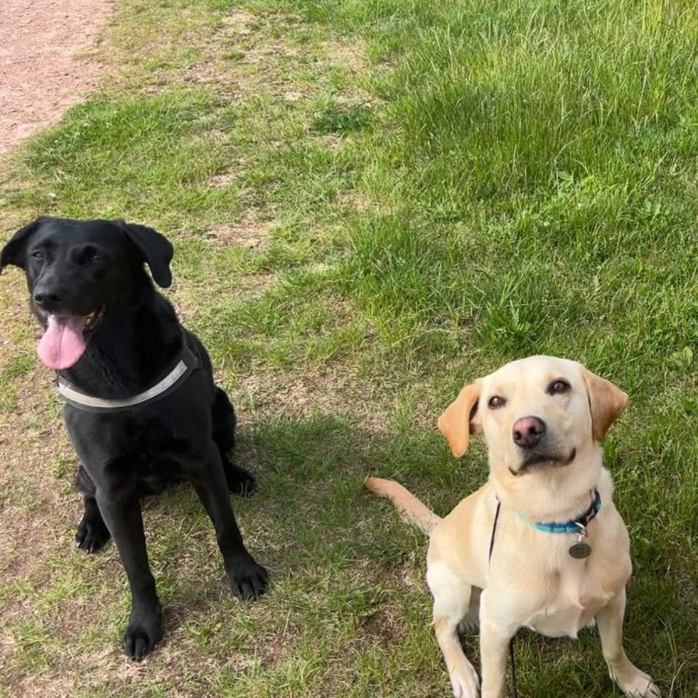 2 labradors in countryside