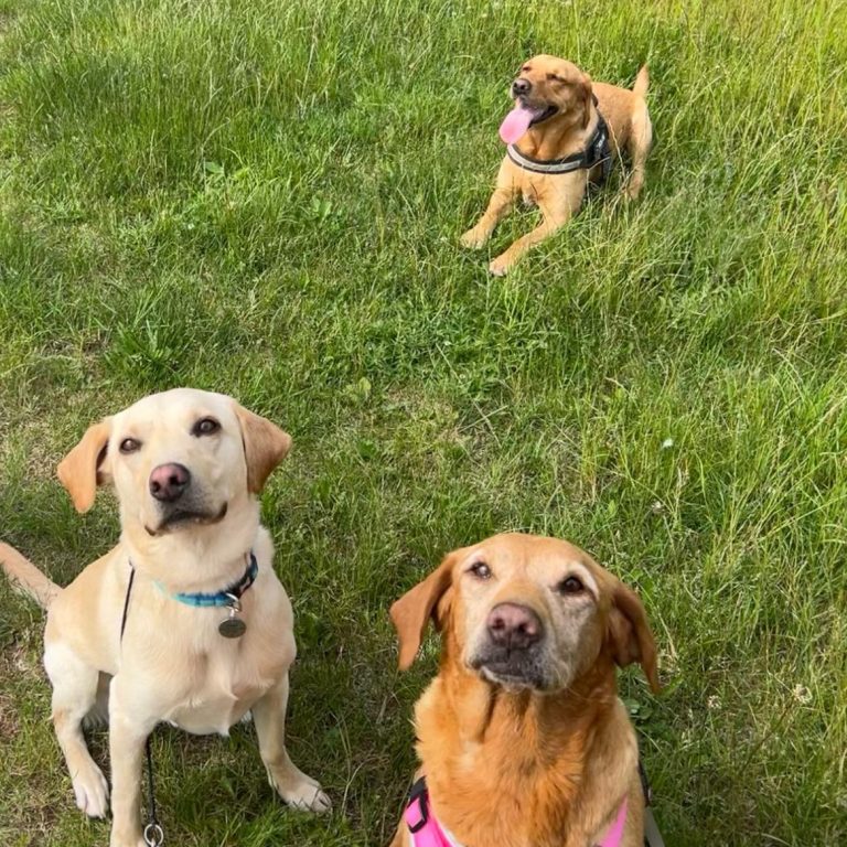3 golden labradors waiting for a ball
