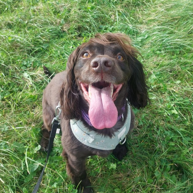 dog sticking its tongue out