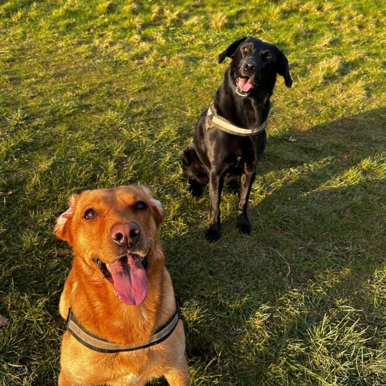 2 labradors in park