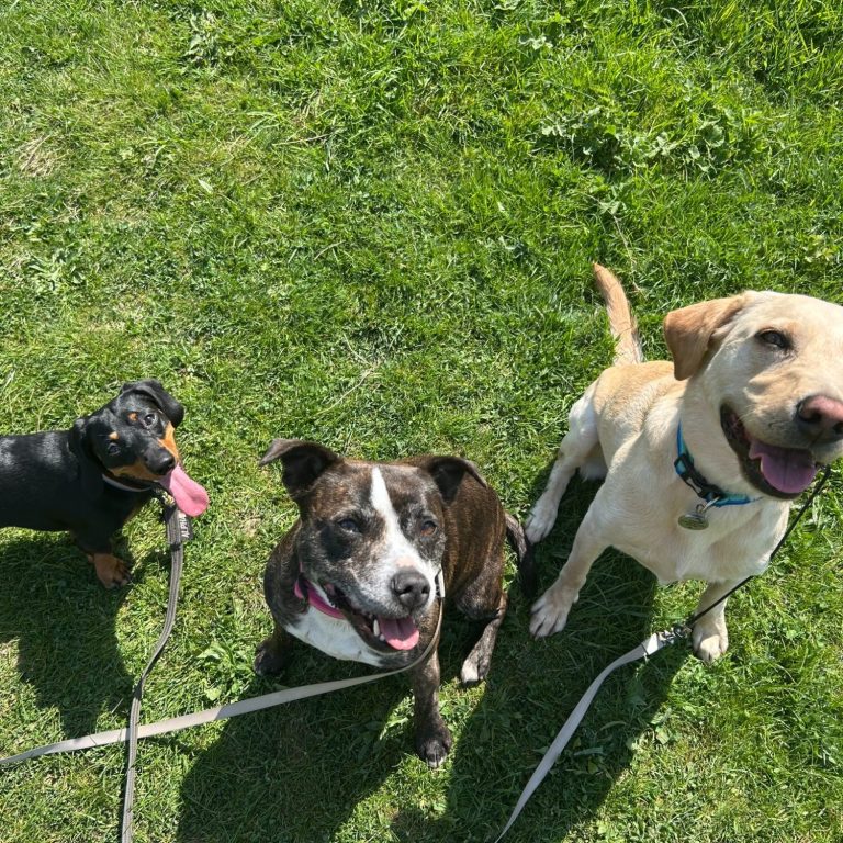 3 dogs looking a camera