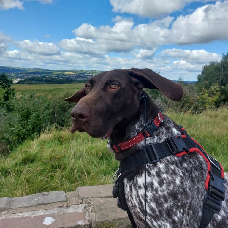 dog with ears blowing in the wind