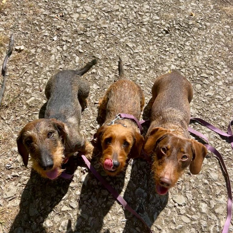 3 dacshunds on walk