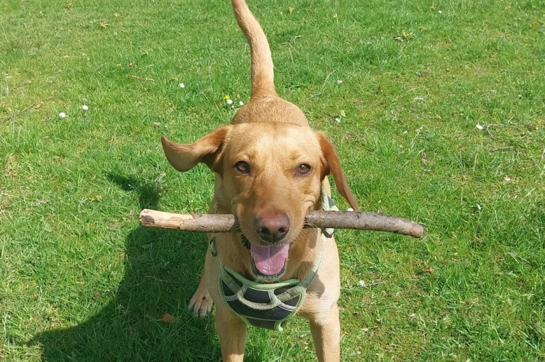 Dog with stick in its mouth