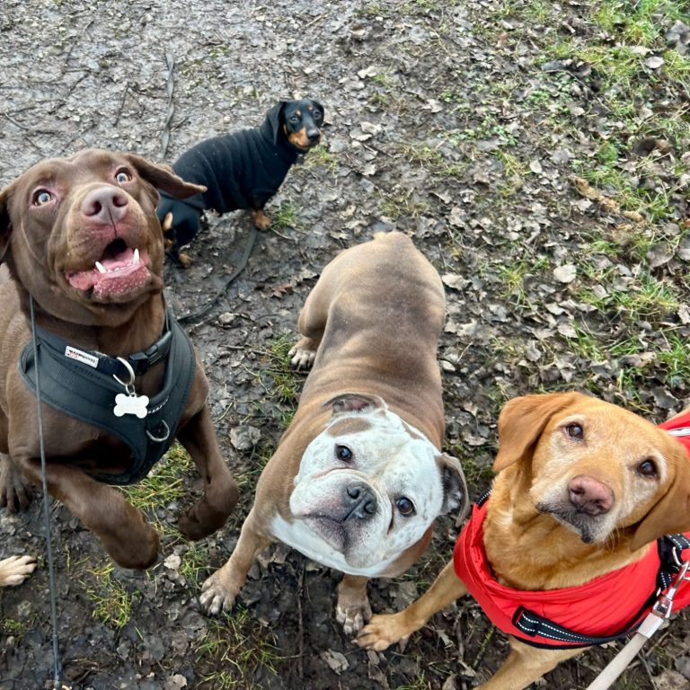 3 big dogs on walk