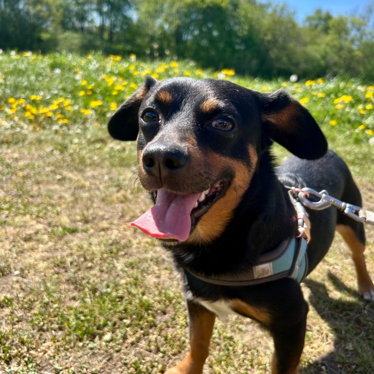 jack russel on a walk