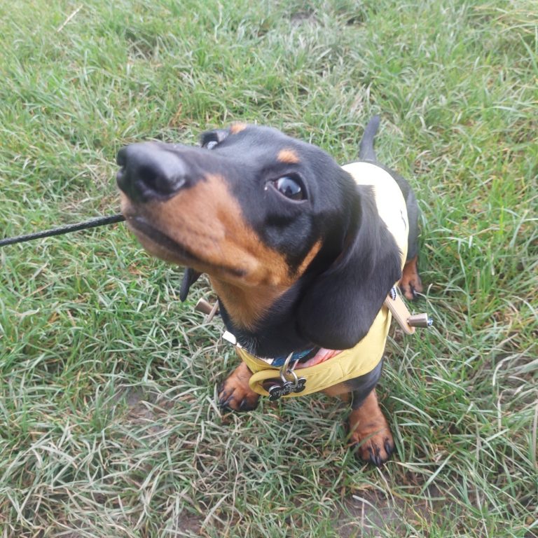 dachshund on lead