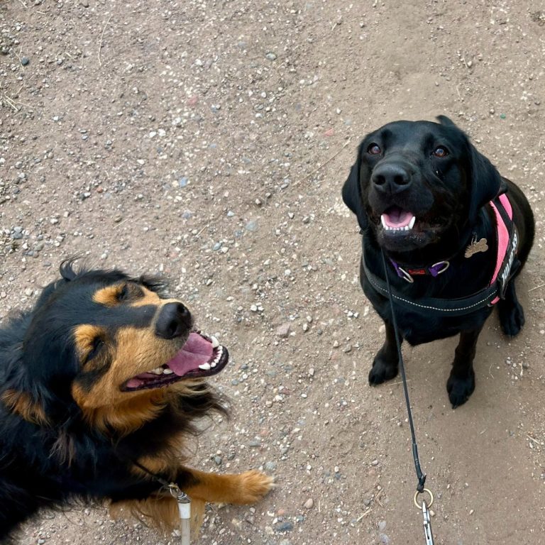 black sheep dog on lead