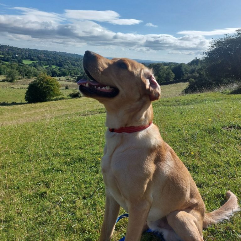 labrador looking at the sky
