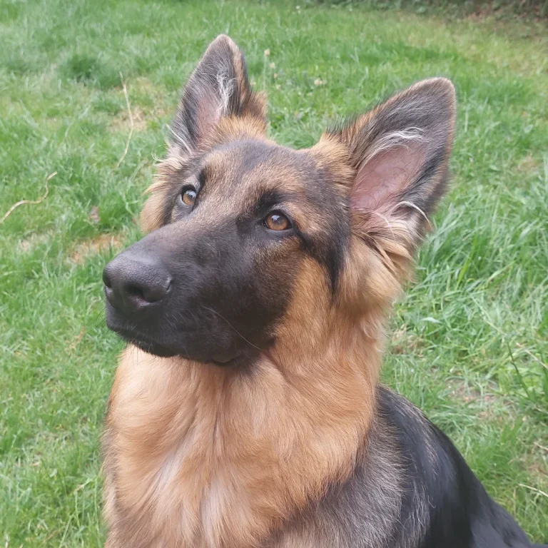 German Sherpard dog looking a camera
