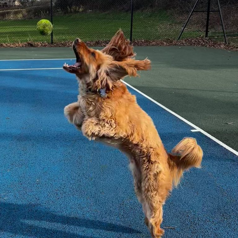 dog jumping for ball
