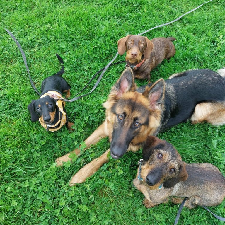 German shepard with 3 dacshunds