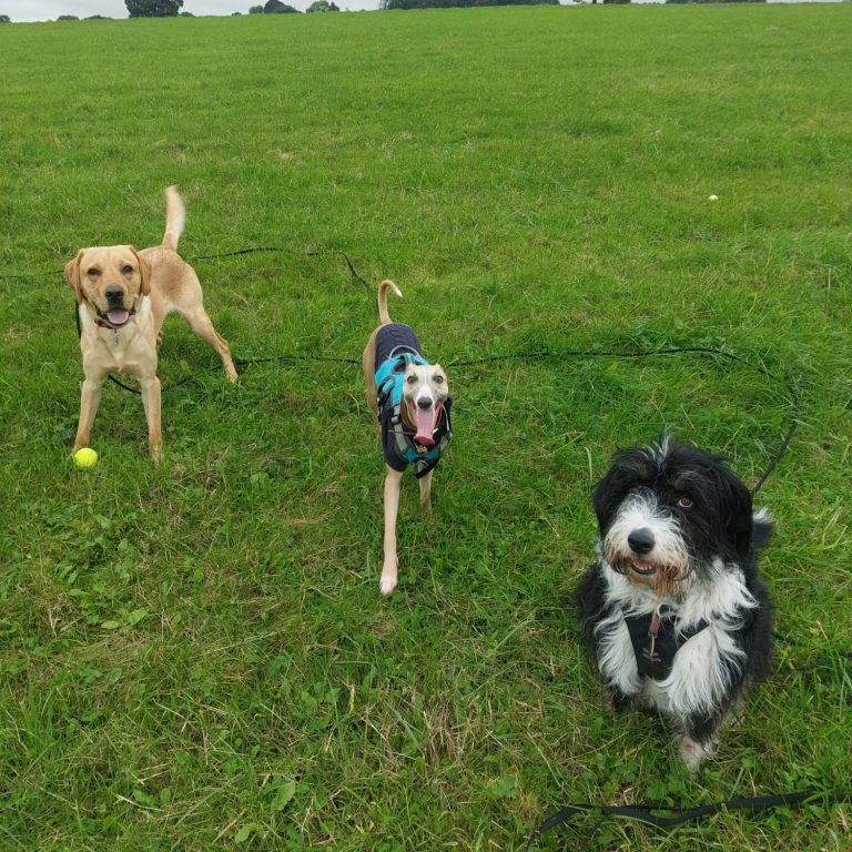 whippet and 2 dogs playing
