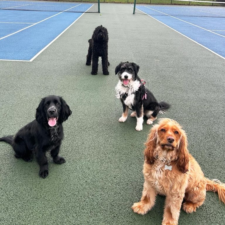 4 dogs in tennis court waiting for a ball