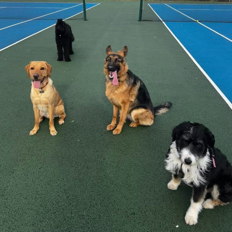 4 dogs sitting in tennis court