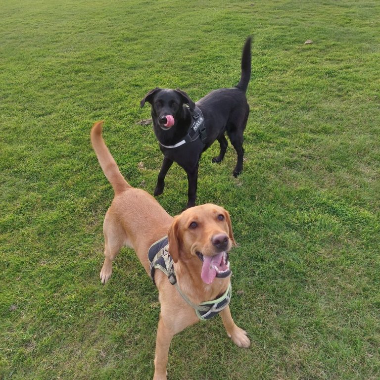 2 labradors in field