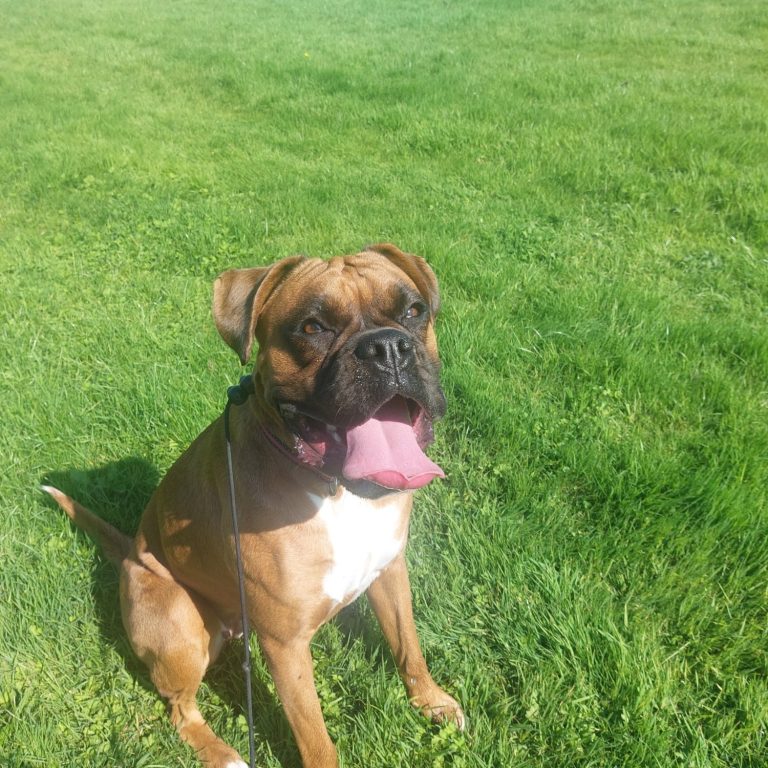 Boxer with tongue sticking out in the park