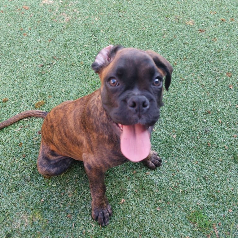 Boxer dog in field
