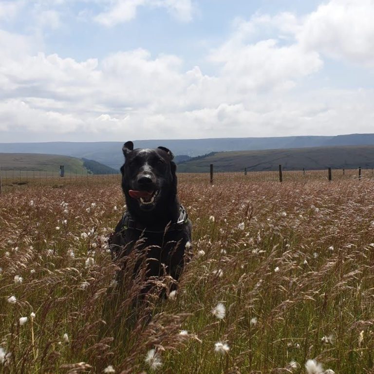 Black labrador running in long grass