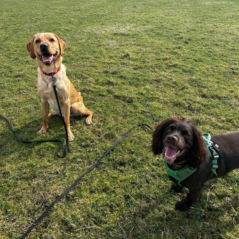 spaniel and lab in park