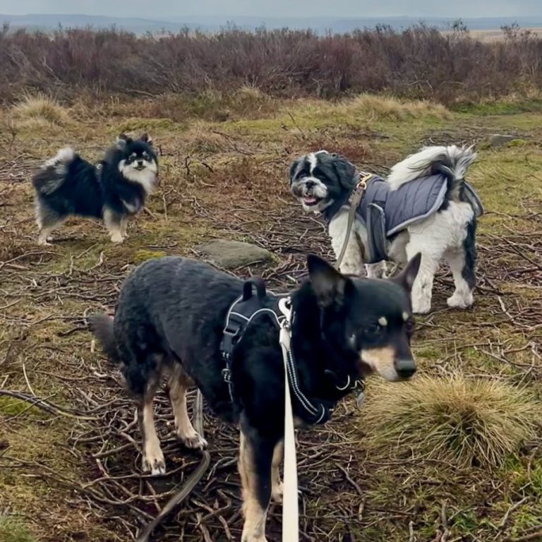 3 small dogs in countryside